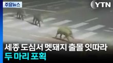 세종 도심서 멧돼지 출몰 잇따라...두 마리 포획 / YTN