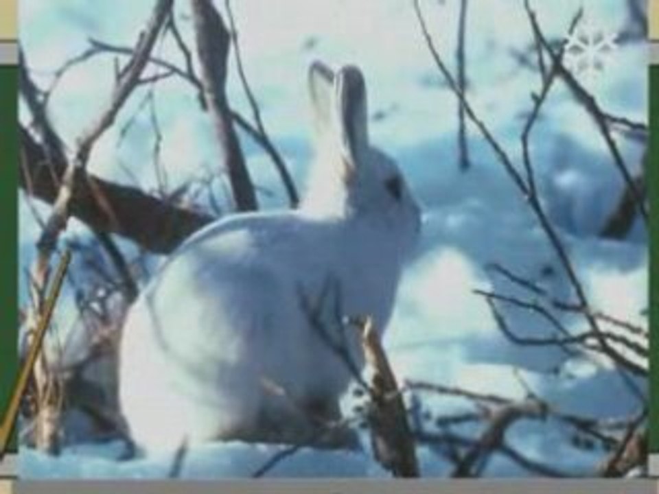 Ni vu ni connu : le camouflage animal