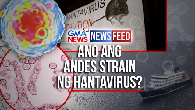 Ano ang rare Andes strain ng Hantavirus? | GMA News Feed