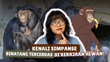 Mengapa Simpanse Disebut Hewan Paling Cerdas? Ini Penjelasannya-Serius Ini Hewan?