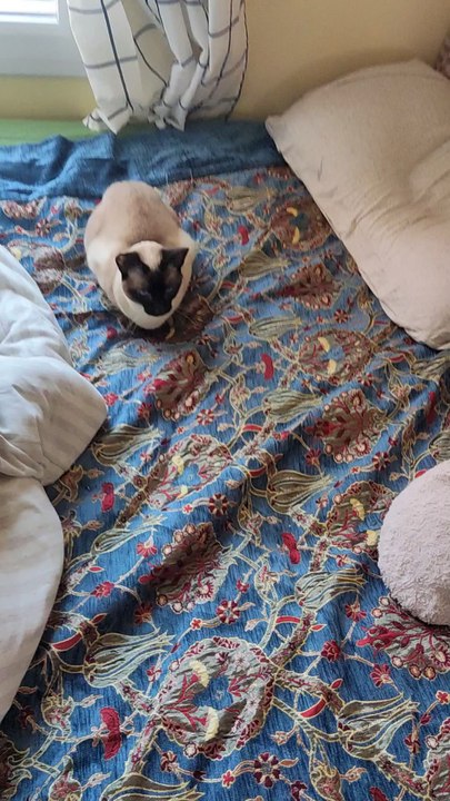 Venise a une réclamation urgente à faire… et elle va pas attendre 🐱😤#cat #catlife #catlover #siamese #pet