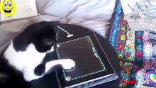 Funny Videos - Funny Pranks - Funny Girl - Funny Fails - Best Funny Videos 2015