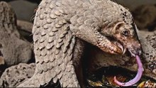 PANGOLÍN: El exterminador blindado de hormigas que se enfrenta a hienas y leones