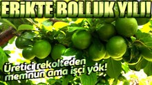 Mut’ta Erik Hasadı Başladı:: Kilosu 30-40 TL ile 170 TL
