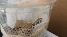 Encuentran una serpiente viva que viajaba en un paquete de Málaga a Navarra