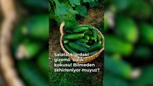 Salatalıklardaki gizemli 'balık' kokusu! Bilmeden zehirleniyor muyuz?