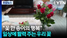 [녹색] "꽃 한 송이의 행복"...일상에 활력 주는 우리 꽃 / YTN