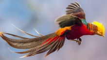 Twelve Birds With Breathtaking Feathers: A Closer Look