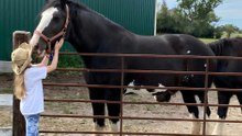 Beginners: 7 Horse Breeds to Avoid