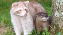 12 Most Elusive North American Animals