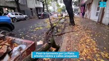 Pasó la tormenta por La Plata: árboles caídos y calles anegadas