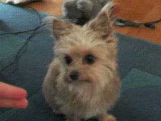 gizmos trix