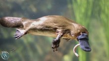 Ornitorrinco: El adorable rarito con patas de pato que puede matarte