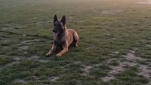 K9 Training Hits Different 🐕