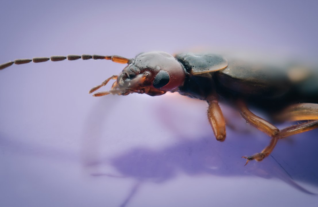 Insects' 'lightning-fast reactions' could transform future of AI and robots, experts claim