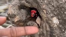 Colorful insects