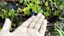 Beautiful peacock