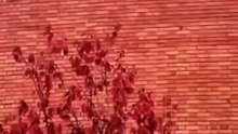 CHP’nin arka bahçesi DHKP-C’li militanların Türk Bayrağına saldırısına anlamlı cevap: Öğrenciler ODTÜ’ye Türk Bayrağı astı
