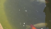Fishes got fished