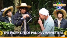 Planet XP: Miguel Tanfelix experiences the effortful life of pandan harvesters!