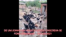 FAZENDA COM 640 ALQUEIRÃO A VENDA CMC