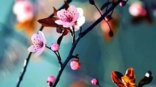 CLASSICAL COMEDY BACKGROUND MUSIC