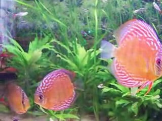 Mes sauvages video  12 juin