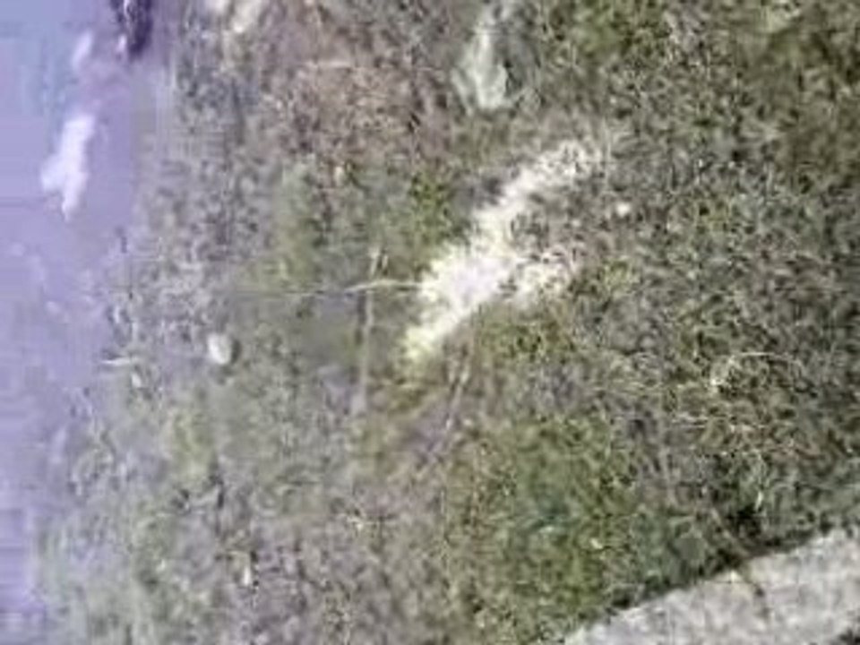 vidéo du hamau
