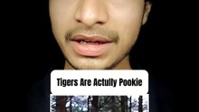 How Tigers Are Actually Pookie!!!