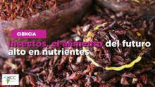 Insectos, el alimento del futuro alto en nutrientes
