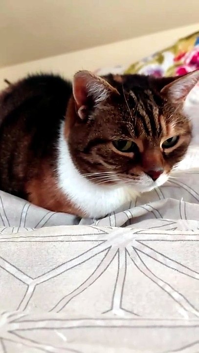 I don`t know what You think but I feel like having a nap 🙂 #cat #funnycats #catlovers