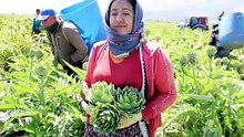 "Yeşil elmas" Aydın'da üretiliyor, yurdun dört bir yanına gönderiliyor