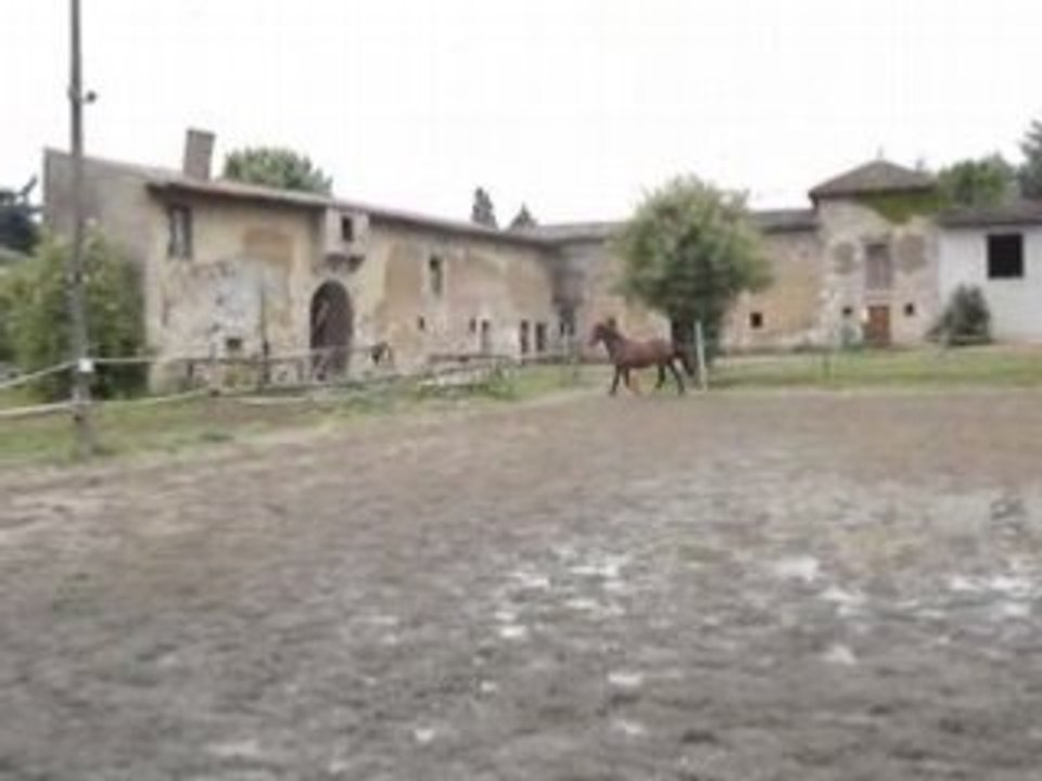 Chevaux 046
