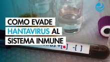 Así escapa el hantavirus al control del sistema inmunitario: ¿cómo puede evitarse?