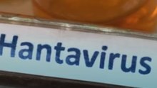 Así escapa el hantavirus al control del sistema inmunitario: ¿cómo puede evitarse?