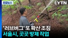 '우글우글' 또 확산 조짐에...'러브버그' 미리 막는다 / YTN