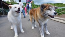 13 Courageous Dog Breeds Ready to Defend Their Humans
