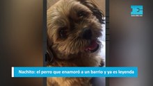 Nachito: el perro que enamoró a un barrio y ya es leyenda