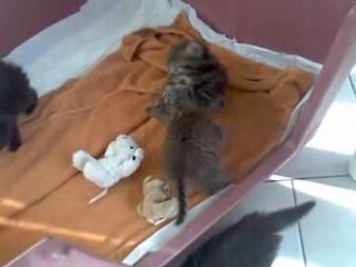 Rencontre avec les petits chatons
