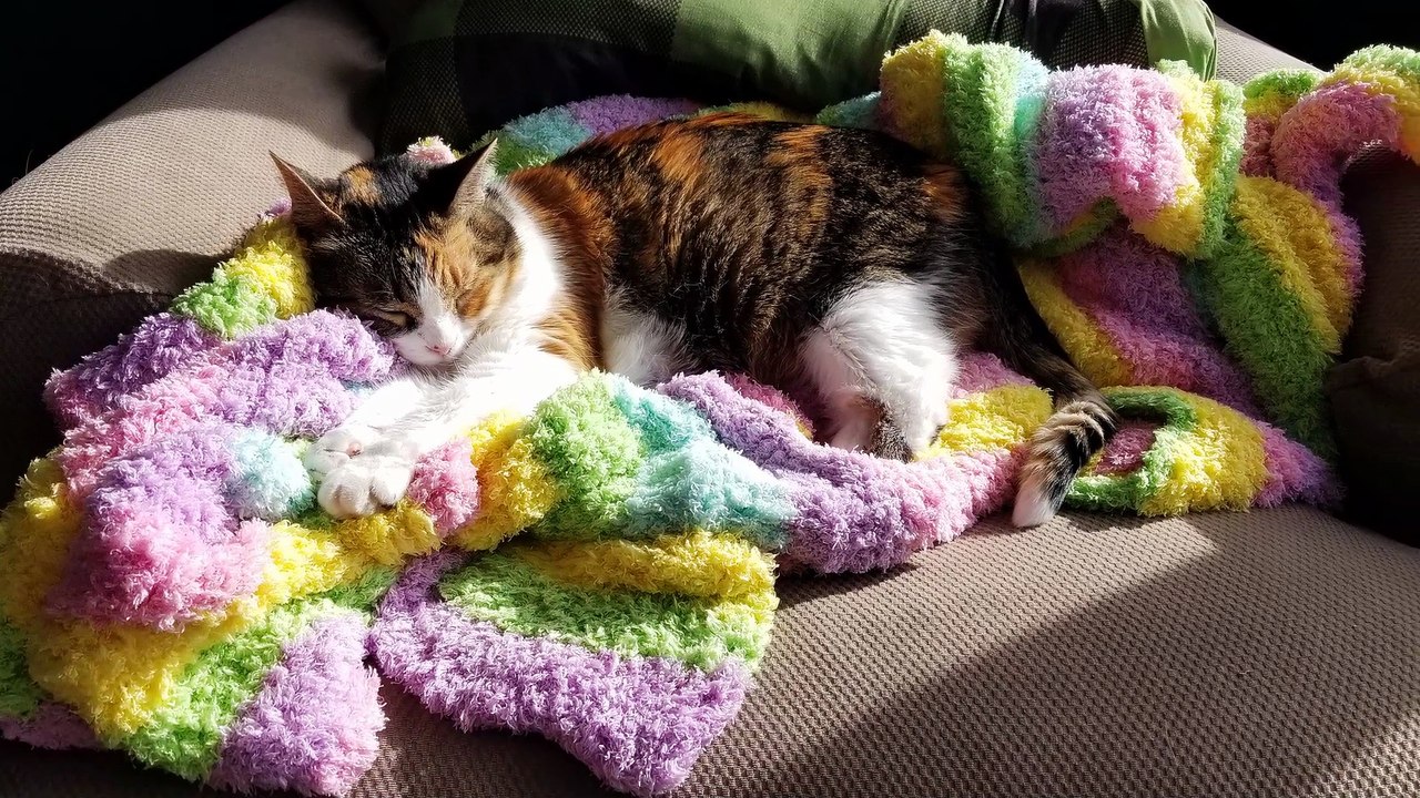 Elsie's as comfy as a kitten on a cotton candy cloud. | #SparklegleamFarm #Elsie #farm #LadyChunkerella #cat #catlife #cute