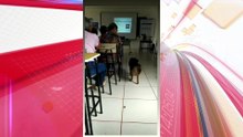 Conheça o cão universitário que tem três nomes e assiste a aulas em Apucarana