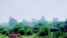 Wild Bengal Tiger Walking in Rain and Attacking Prey in River