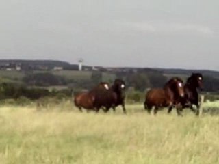 PERLE NOIRE LE NOUVEL ETALON ? XD