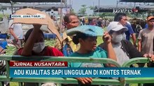 Antusias Peternak Sapi di Kediri Ikuti Kontes Ternak Adu Kualitas