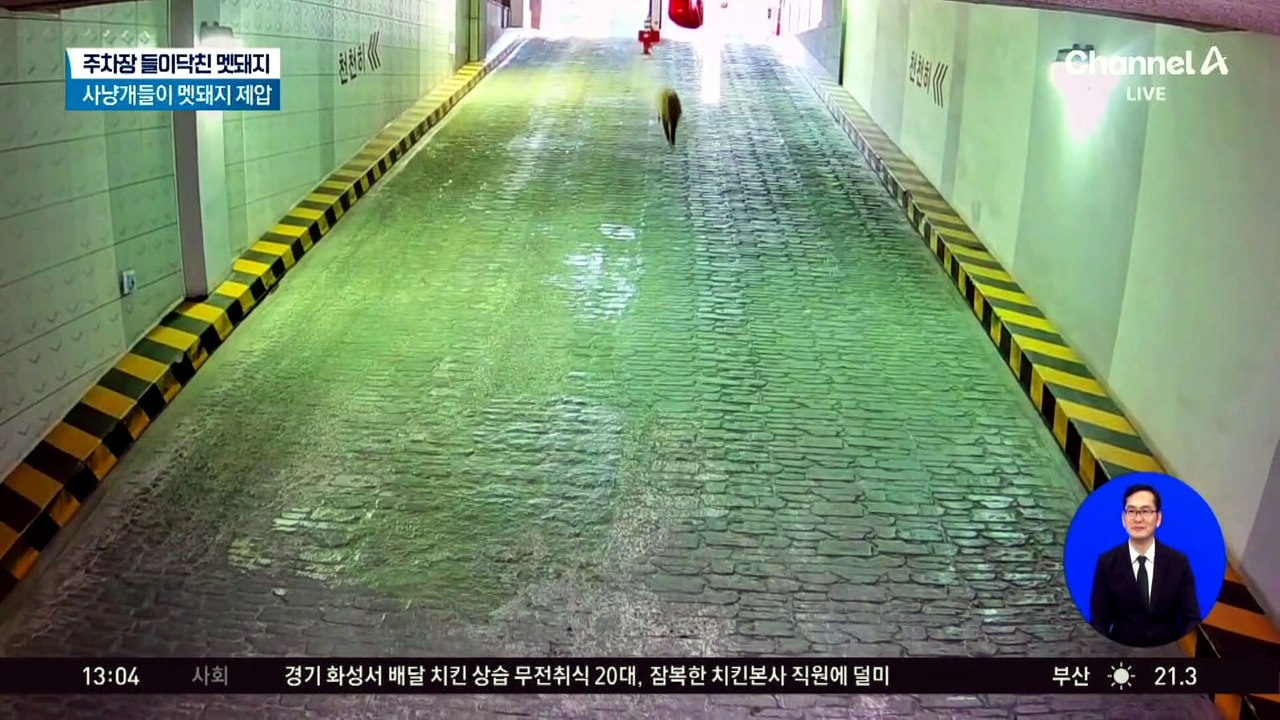 세종 도심에 멧돼지 출몰…사냥개가 잡아