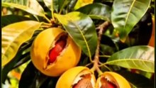 Nutmeg | Nature Plant