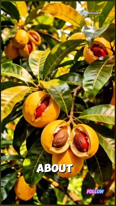Nutmeg | Nature Plant