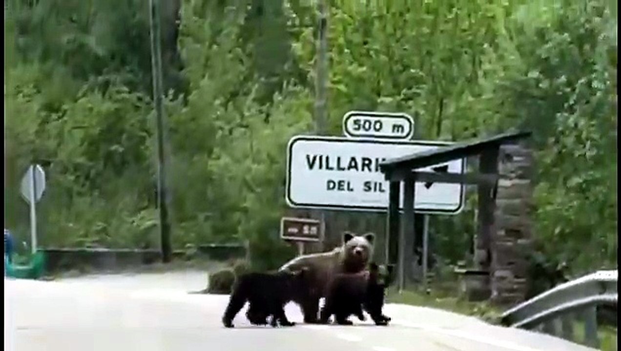 La osa 'lechugina' vuelve a pasearse por un pueblo del Bierzo en León