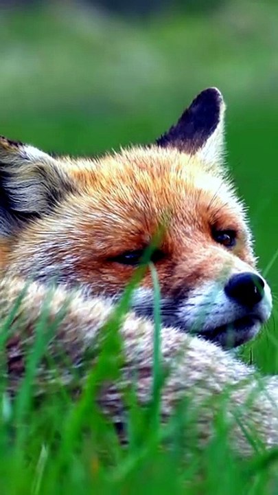 Star Fox Is Back, So What's Nintendo's Excuse For Other Abandoned Franchises?