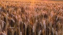 🌾 Whispering Fields | Wind Moving Through the Grass